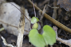 Corybas trilobus aggregate