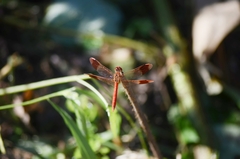 Sympetrum pedemontanum