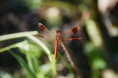 Sympetrum pedemontanum