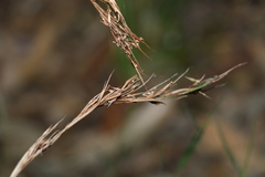 Cymbopogon refractus