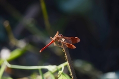 Sympetrum pedemontanum
