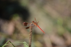 Sympetrum pedemontanum