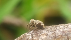 Hamataliwa