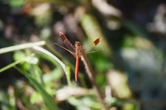 Sympetrum pedemontanum