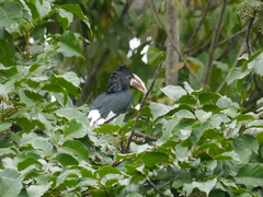 Bycanistes fistulator