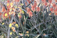 Cinnyris mariquensis