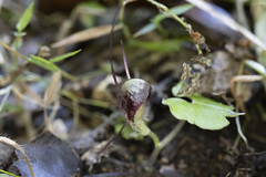 Corybas trilobus aggregate