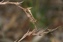 Cymbopogon refractus