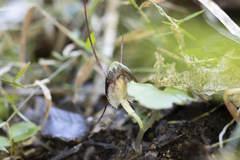 Corybas trilobus aggregate