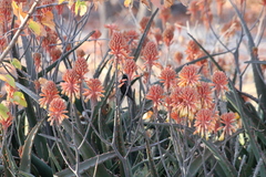 Cinnyris mariquensis
