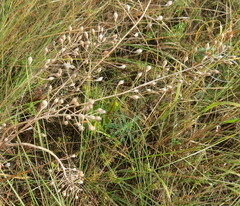 Camelina microcarpa