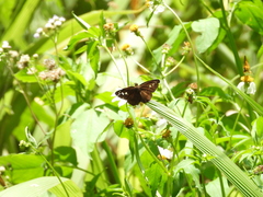 Seseria formosana