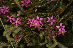 Calytrix