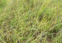 Anthericum ramosum