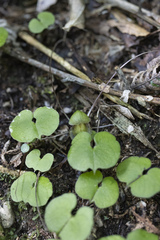 Corybas trilobus aggregate