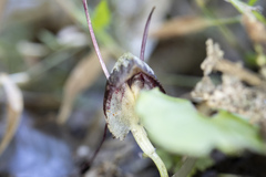 Corybas trilobus aggregate