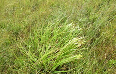 Molinia caerulea