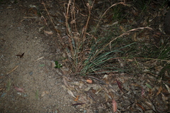 Cymbopogon refractus