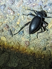 Eleodes acuticauda