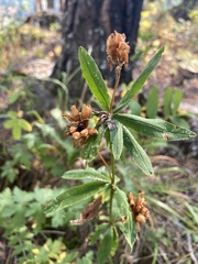 Trifolium lupinaster