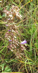 Campanula sibirica