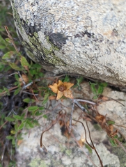 Cistus