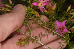 Calytrix