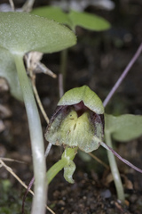 Corybas trilobus aggregate
