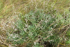 Onosma tanaitica
