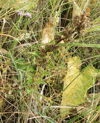 Campanula cervicaria