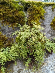 Asplenium ruta-muraria