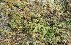 Thymus calcareus