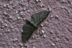 Eupithecia