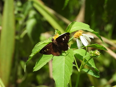 Seseria formosana