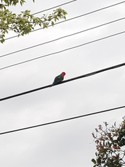 Alisterus scapularis