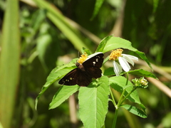 Seseria formosana