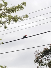 Alisterus scapularis