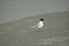 Saundersilarus saundersi