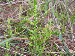 Selaginella uliginosa