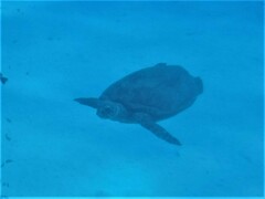 Eretmochelys imbricata