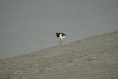 Haematopus ostralegus