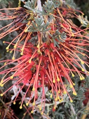 Grevillea