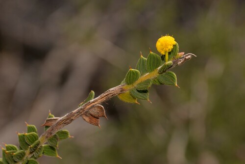 Acacia comans (Acacia comans)
