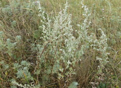 Artemisia sericea