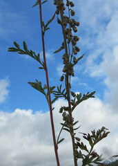 Artemisia latifolia