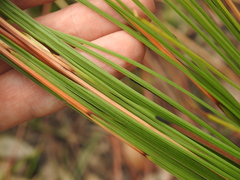 Xanthorrhoea johnsonii