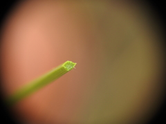 Xanthorrhoea johnsonii