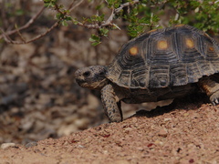 Gopherus berlandieri