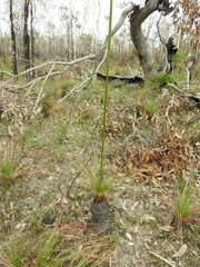 Xanthorrhoea johnsonii