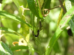Oxyopes sertatus